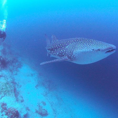 Unwind Dhigurah Hotell Dhigurah  Eksteriør bilde